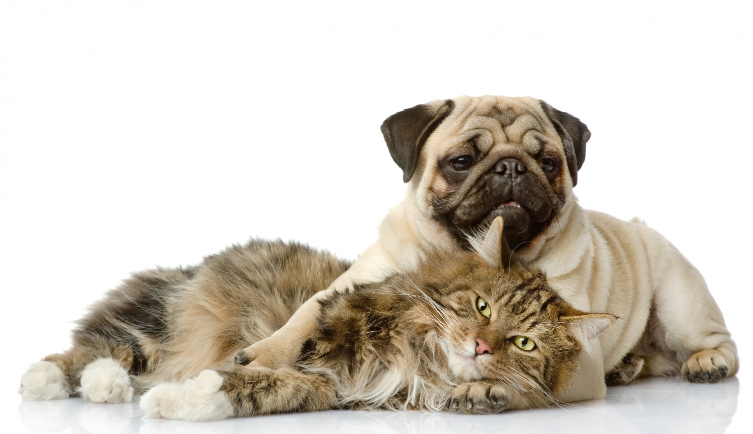 Cat and Pug Dog Snuggling