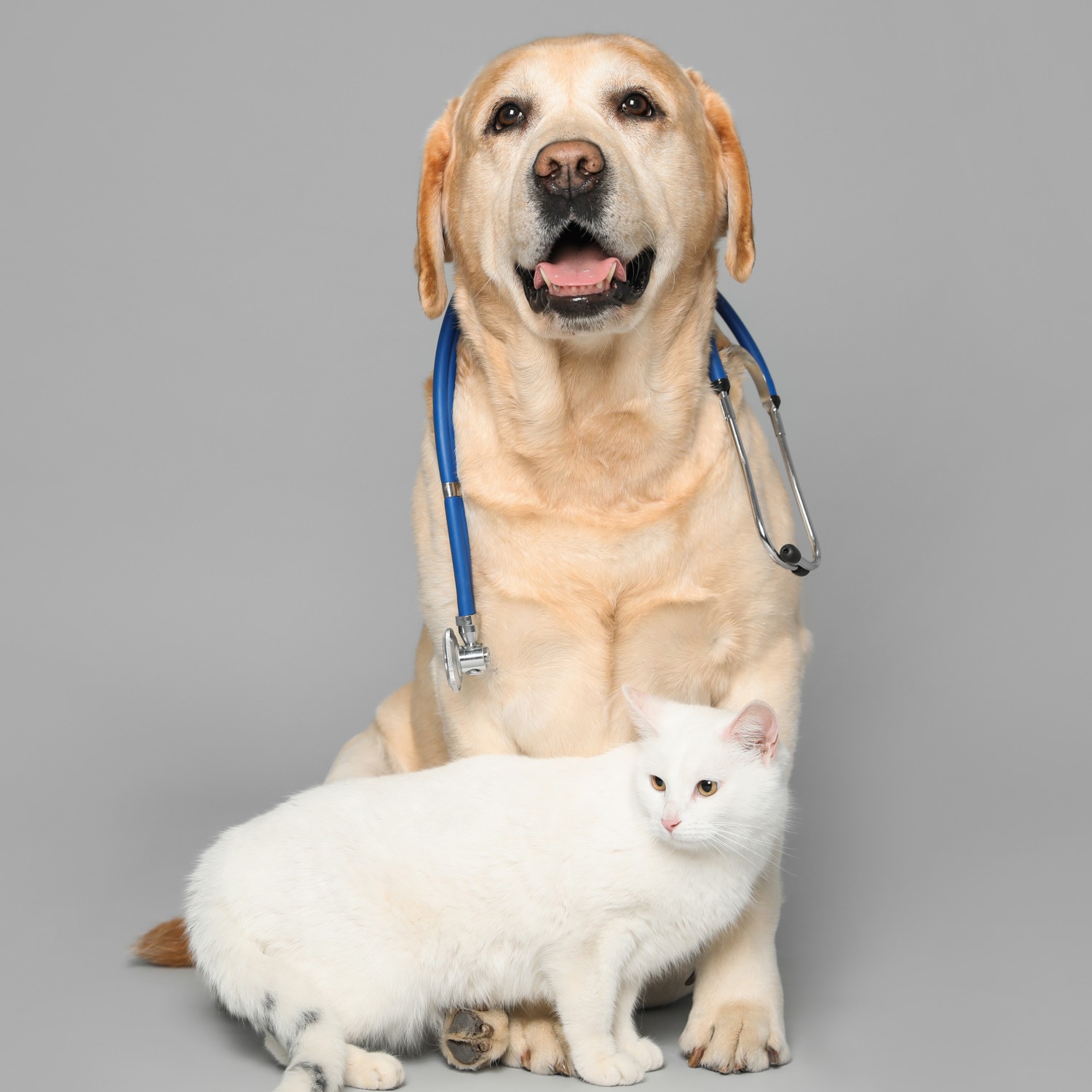 White Cat and Tan Dog with Stethoscope