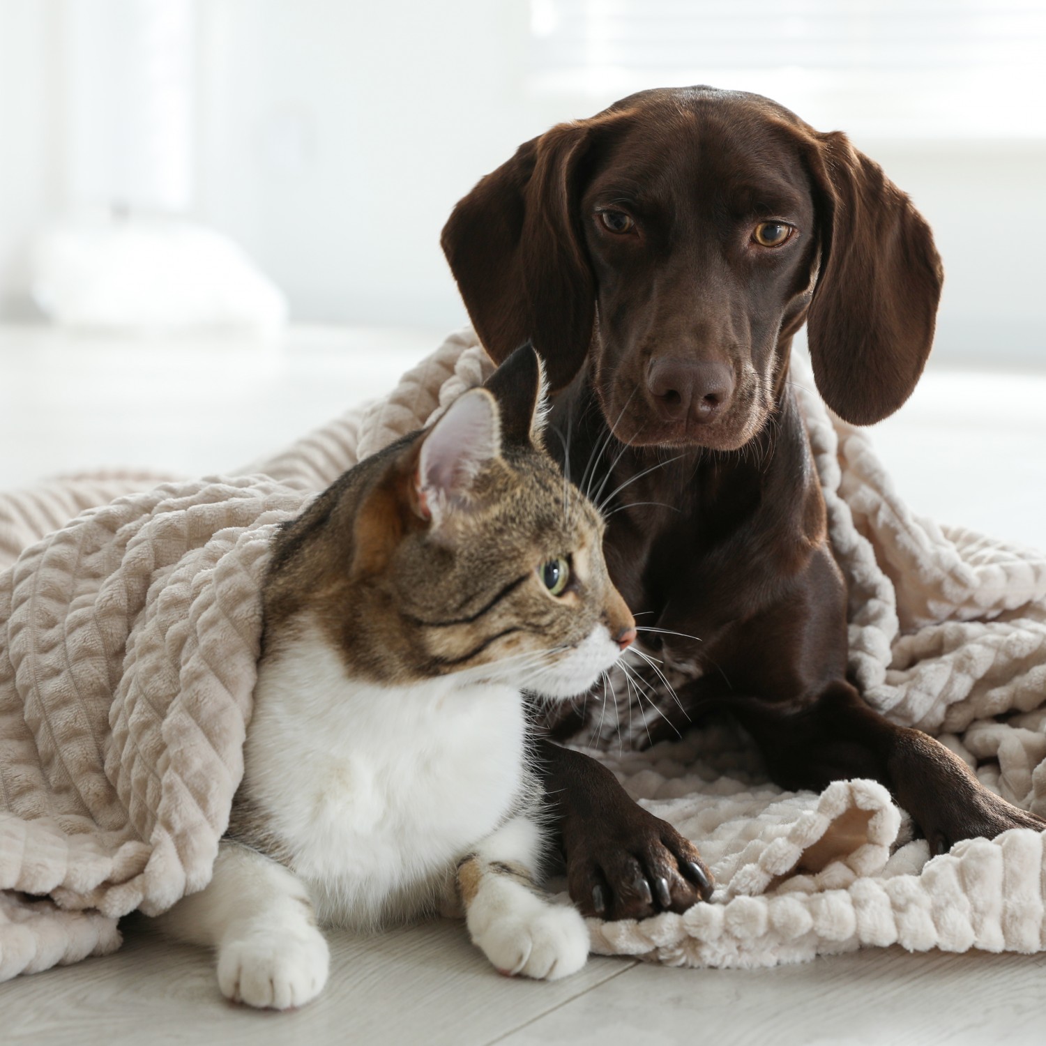 Cat and Dog with Blanket