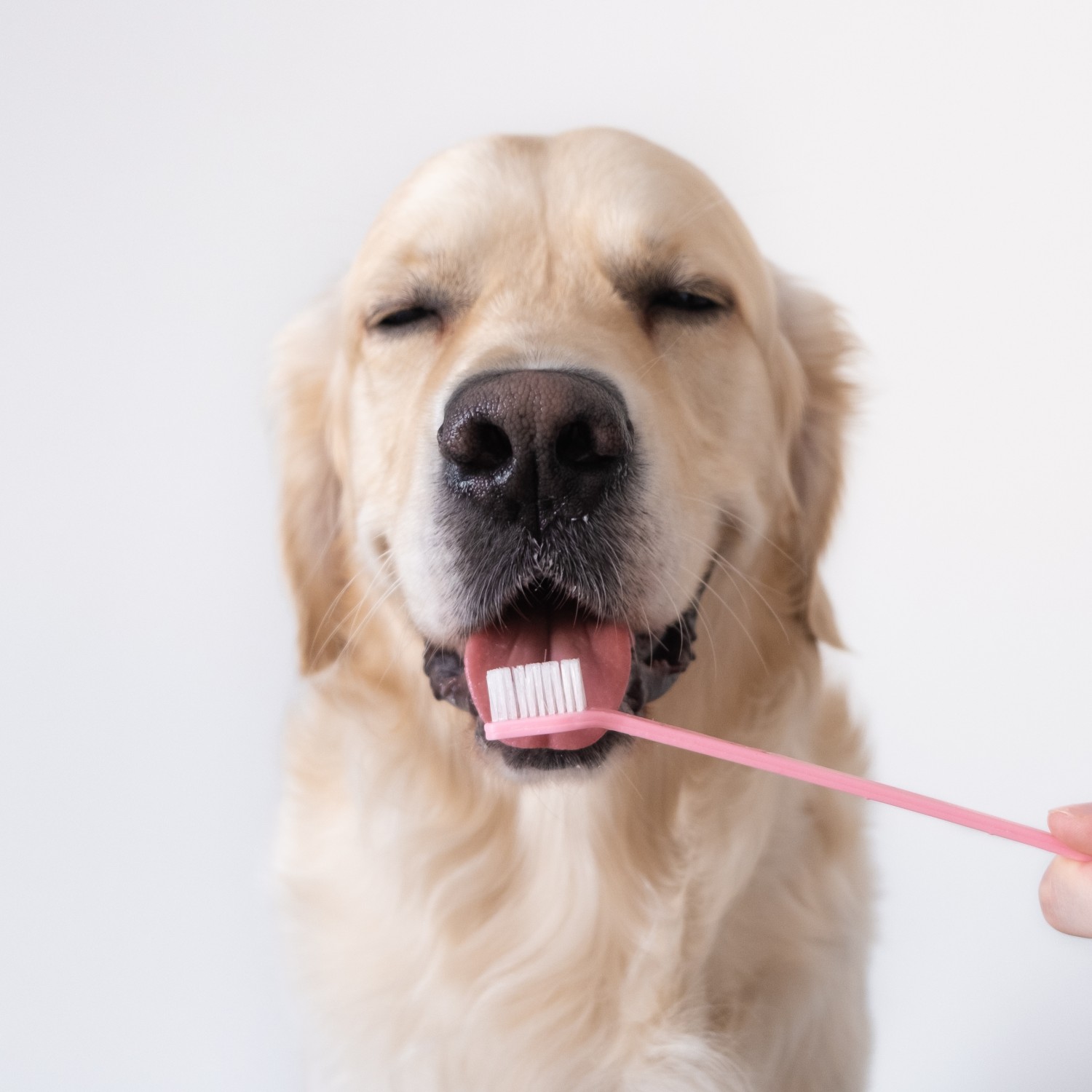 Dog with Toothbrush